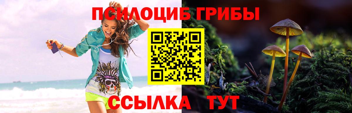 Псилоцибиновые грибы Psilocybine cubensis  Вход с VPN  Сунжа 